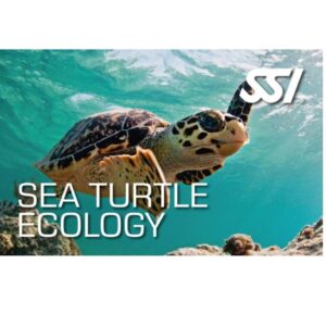SSI Sea Turtle Ecology Specialty Cursus