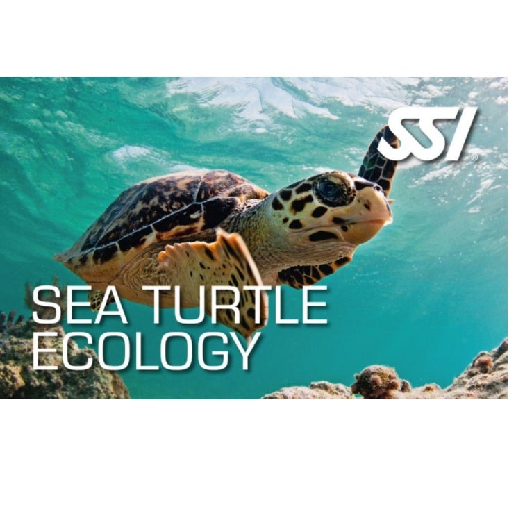 SSI Sea Turtle Ecology Specialty Cursus